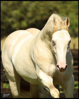 HOLLYWOOD CREAM TPC - P270394
