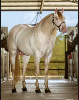 HOLLYWOOD CREAM TPC - P270394
