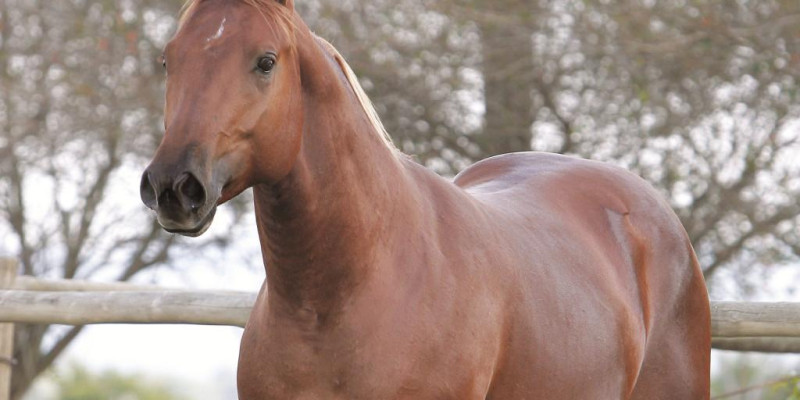 Cavalo, ser magnífico