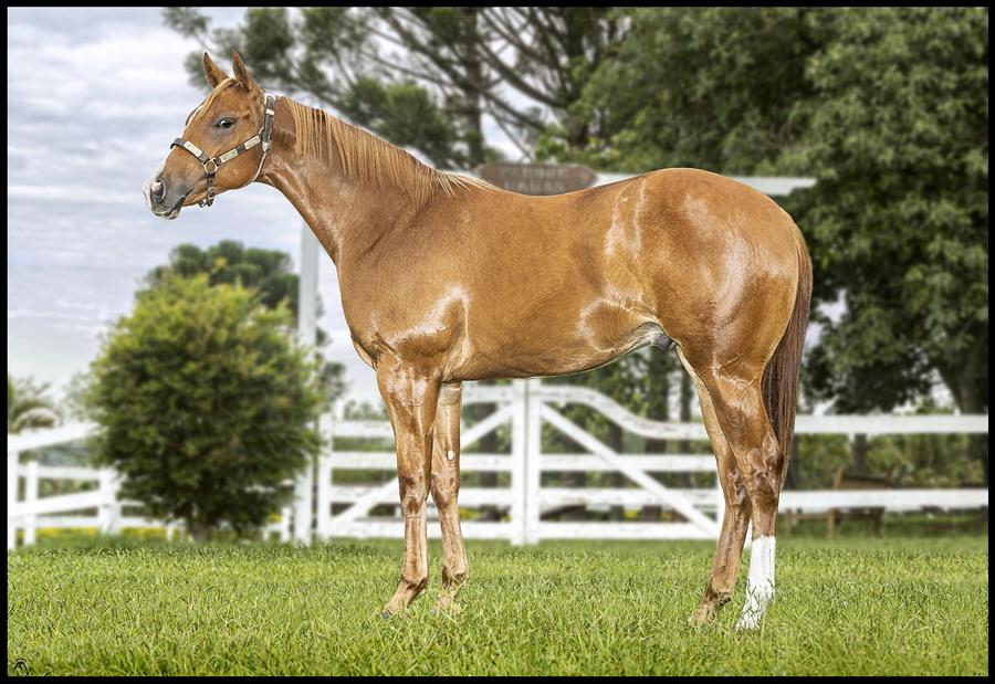 5° Leilão Haras Jaguaruana Yearling