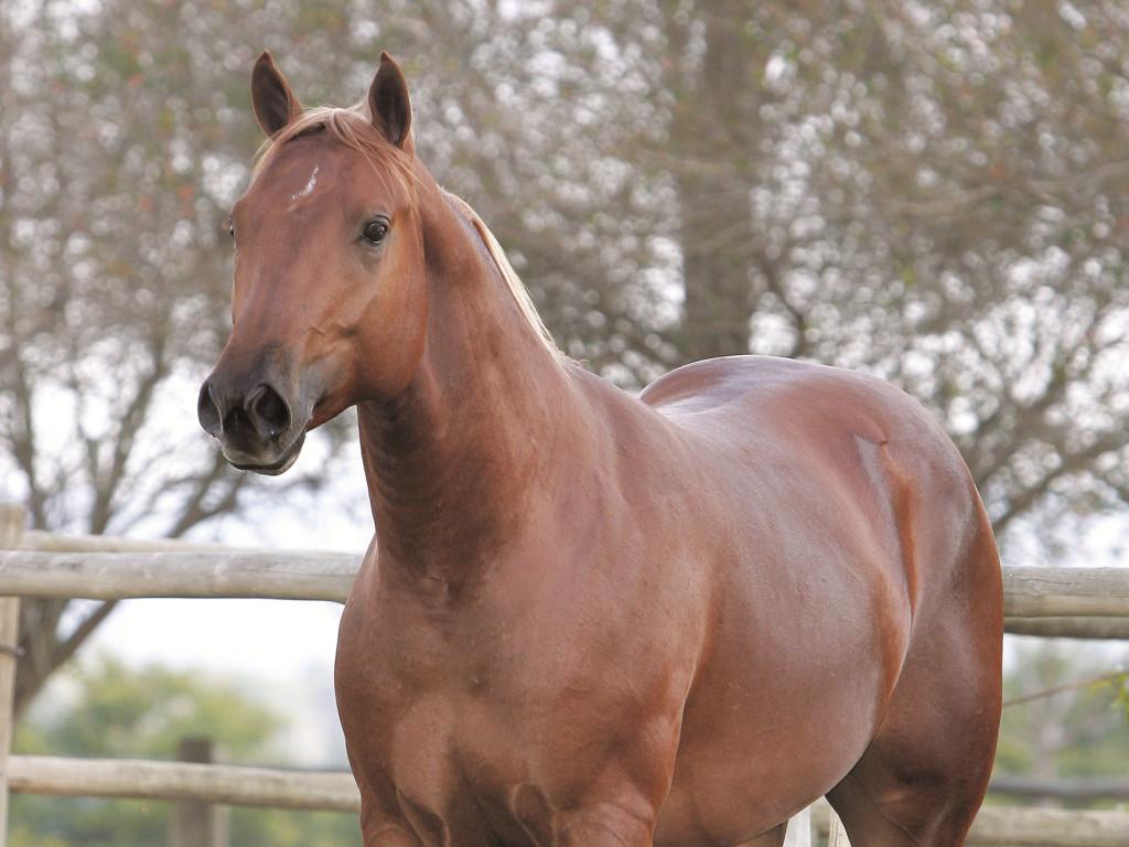 Cavalo, ser magnífico